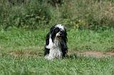 TERRIER DU TIBET 295
